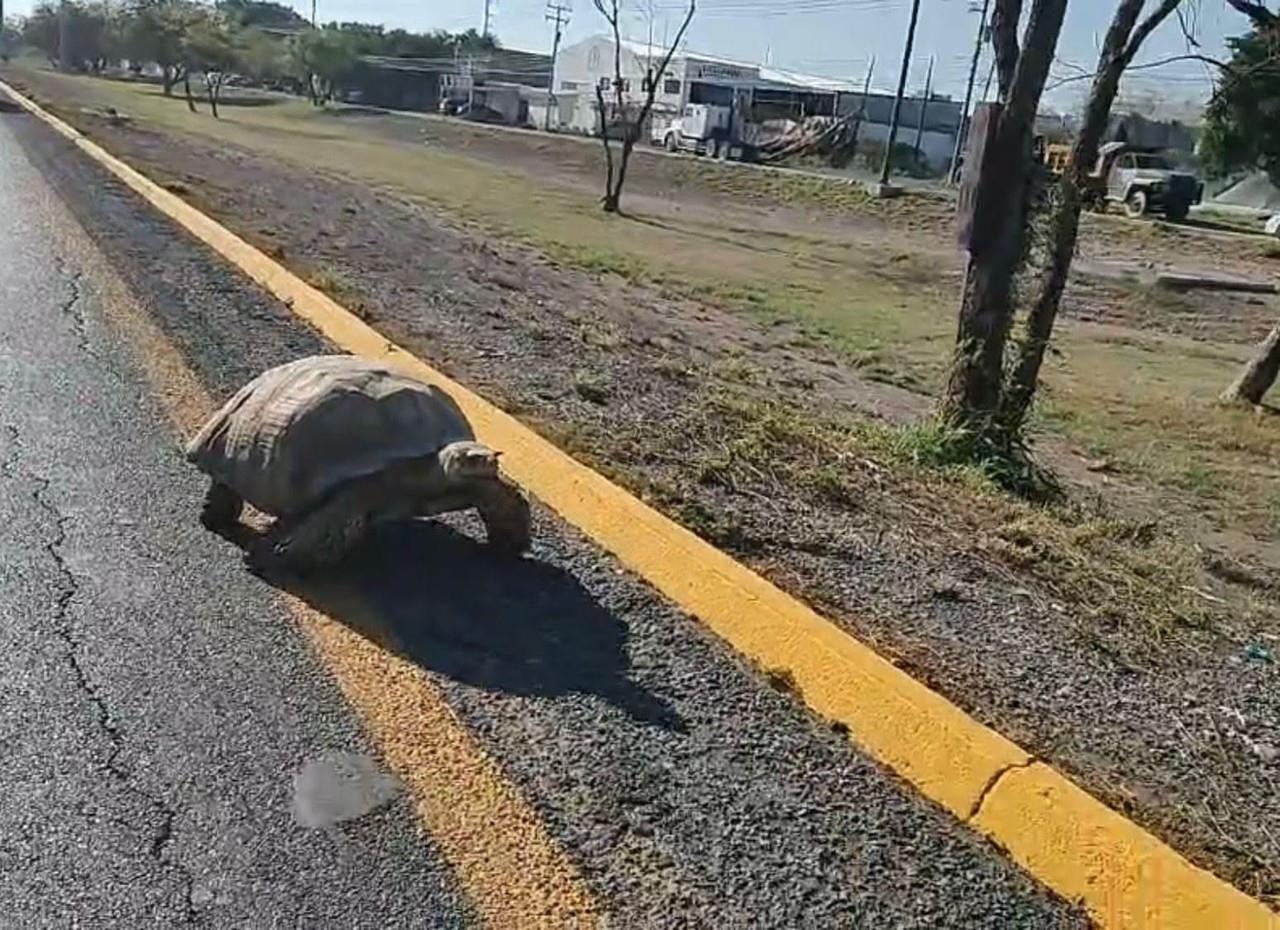 Enorme tortuga para el tráfico en Libramiento de Victoria