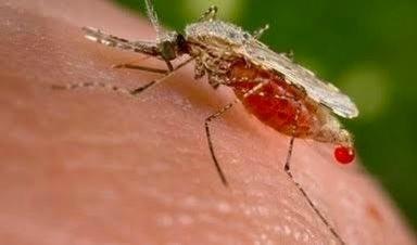 Detectan primer caso de malaria en Sonora; descartan contagios