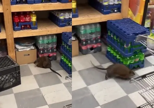 Aparece rata gigante en supermercado de Nueva York; la comparan con un cachorro