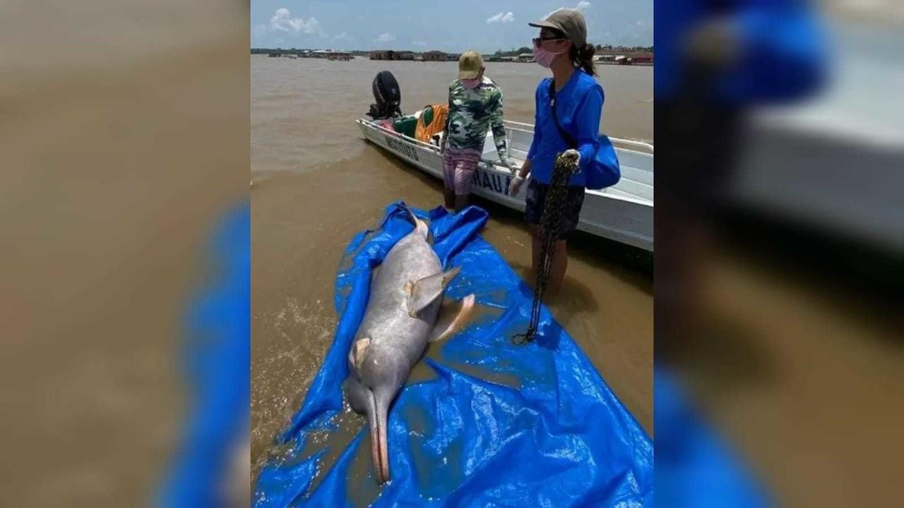 El último censo de delfines realizado hace algunos años estimaba una población de entre 800 y 900 delfines rosados y alrededor de 500 tucuxis en la región. Foto: Adriano Gambarini