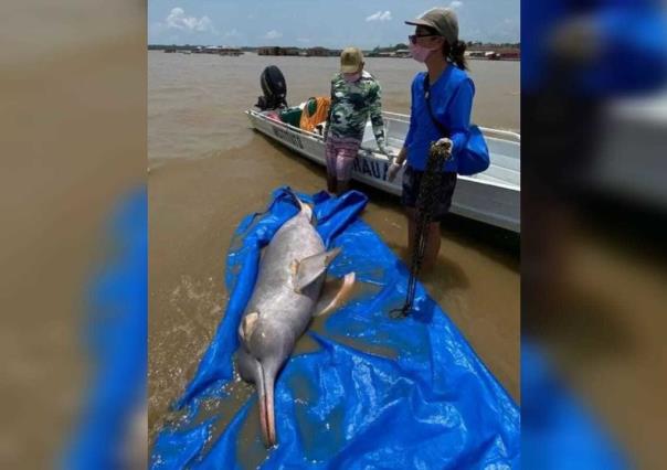 Hallan muertos cientos de delfines del Amazonas en Brasil, culpan a ola de calor