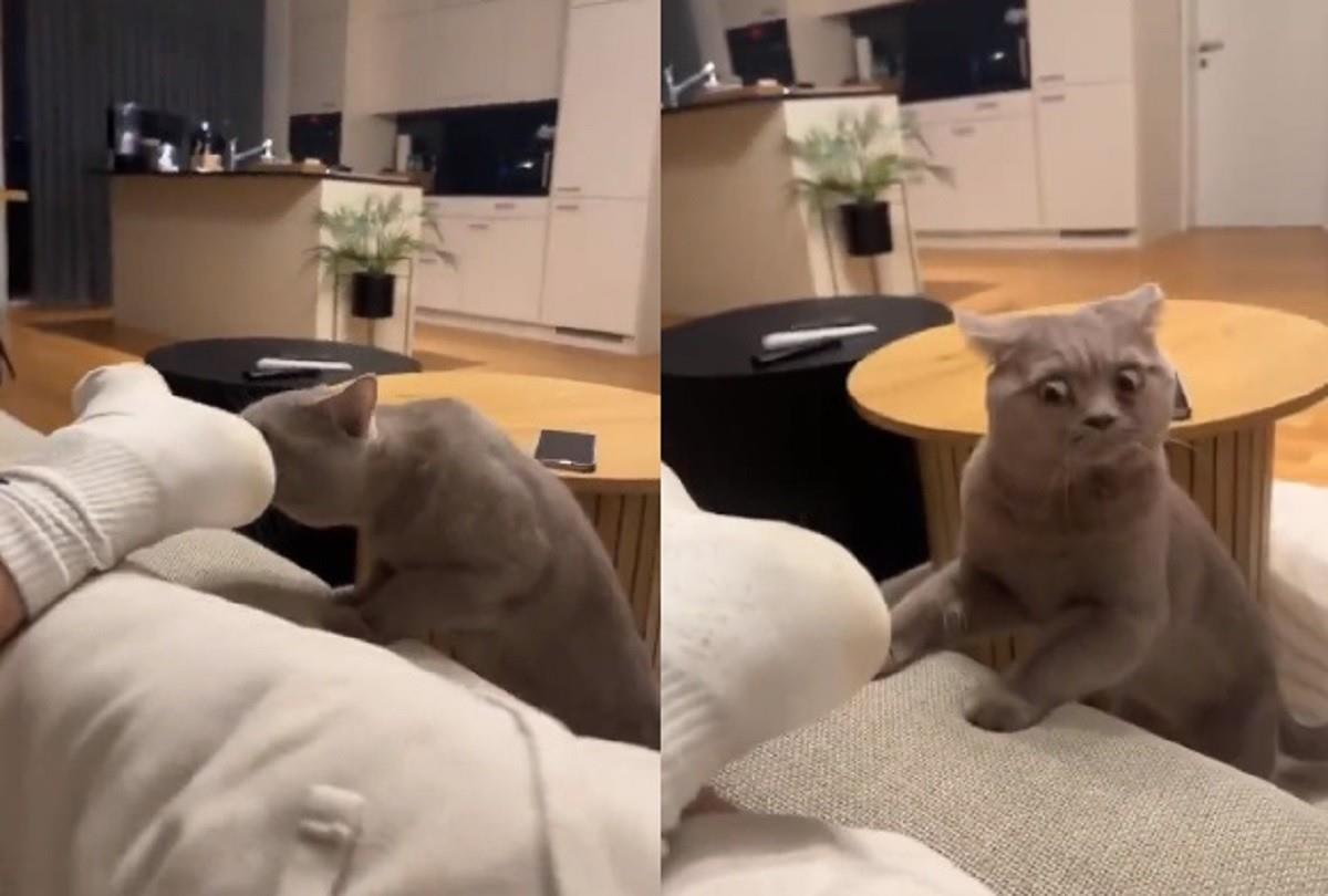 Un gato reacciona al oler el calcetín de su dueño y se viraliza en redes sociales. Foto: Twitter @UHN_Plus