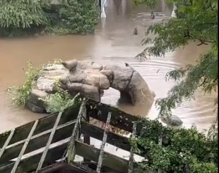 León marino del zoológico de Nueva York.