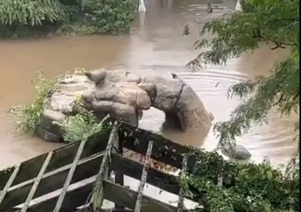 León marino escapa de su espacio en Zoológico de Central Park tras inundaciones