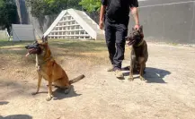 Agentes caninos se retiran tras 6 años de servicio
