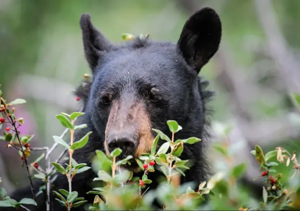 Sacrifican a oso que mató a pareja que invadió su hábitat en Canadá