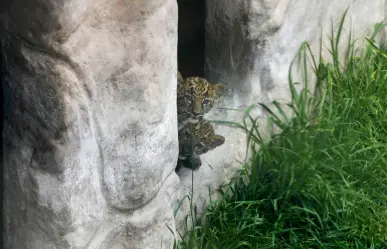 Zoológico de Perú presenta cachorros de leopardos; papás son de México