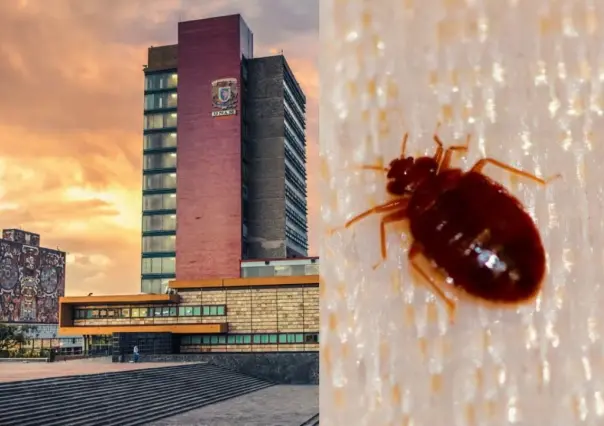 Se van a clases en línea por plaga de chinches en la UNAM