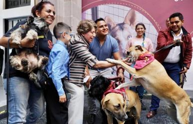 Buscan rescatar  a las mascotas en situación de calle en el Estado de México