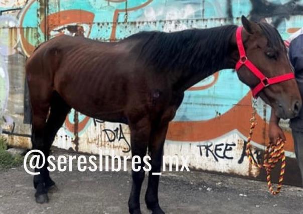 Colapsa yegua usada para recolectar basura por cansancio; la levantan a golpes