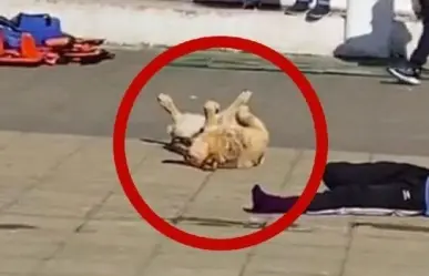 Perro “se hace muertito” en medio simulacro