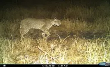Aumenta presencia de felinos y aves en parque eólico Tres Mesas