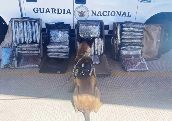 Asegura Guardia Nacional 4 maletas con marihuana en Tlaxcala