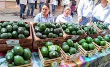 Inicia feria del aguacate en Donato Guerra; falta de lluvia afecta su producción