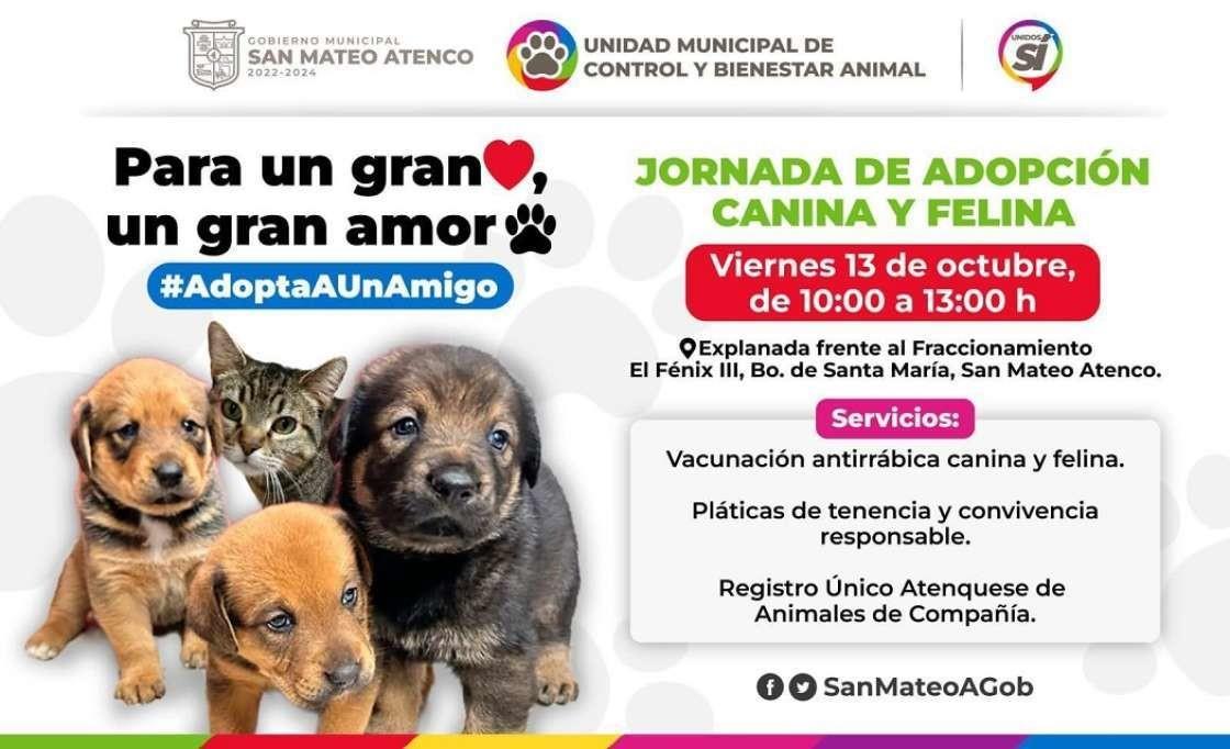 Jornada de Adopción Canina y Felina en San Mateo Atenco. Crédito: Gobierno de San Mateo Atenco.