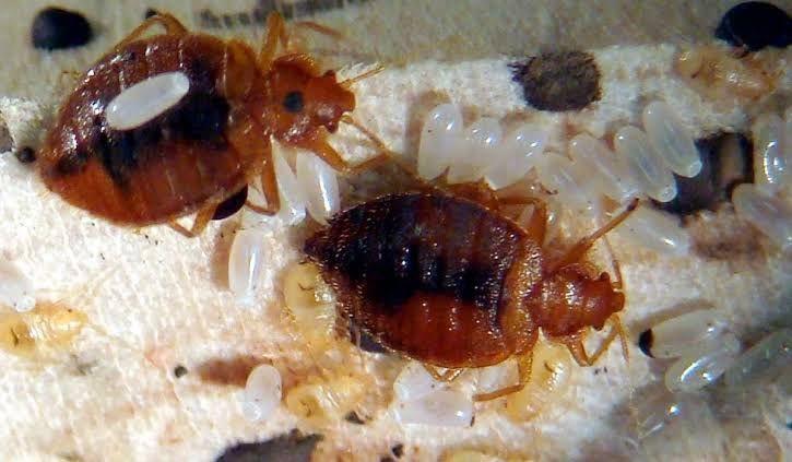 Las chinches tienen el tamaño de una semilla de manza, por lo regular se esconden en las grietas, dobleces de las camas y cabeceras; además son seres nocturnos y aprovechan la oscuridad para alimentarse de los seres humanos. Foto: Cortesía