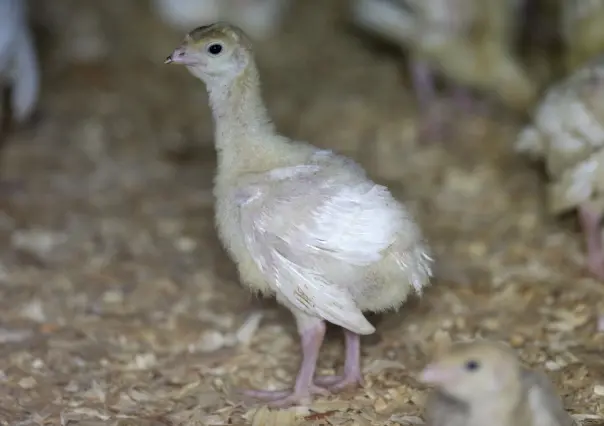 Gripe aviar mortal reaparece en aves de corral en EU