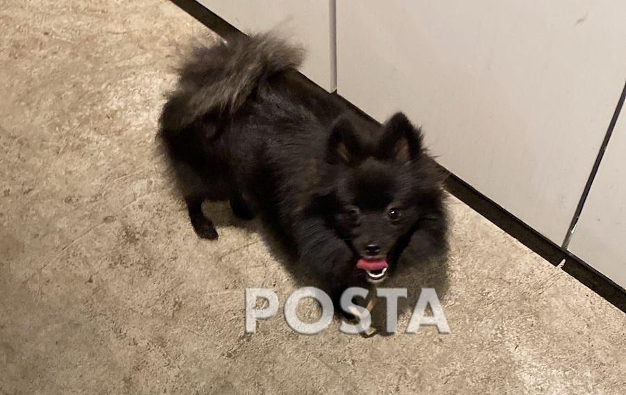 VIDEO: Buscan a Giny, perrita que fue robada en Monterrey
