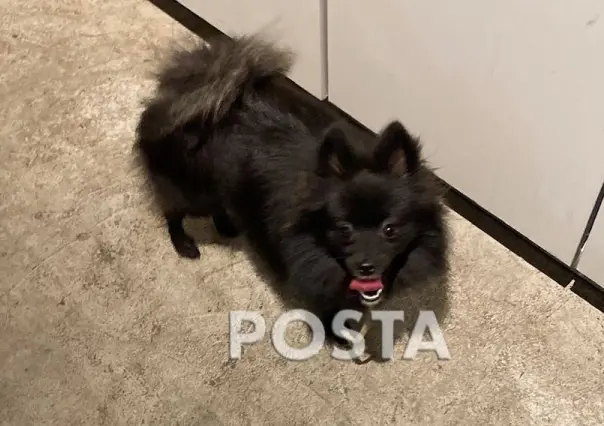 VIDEO: Buscan a Giny, perrita que fue robada en Monterrey