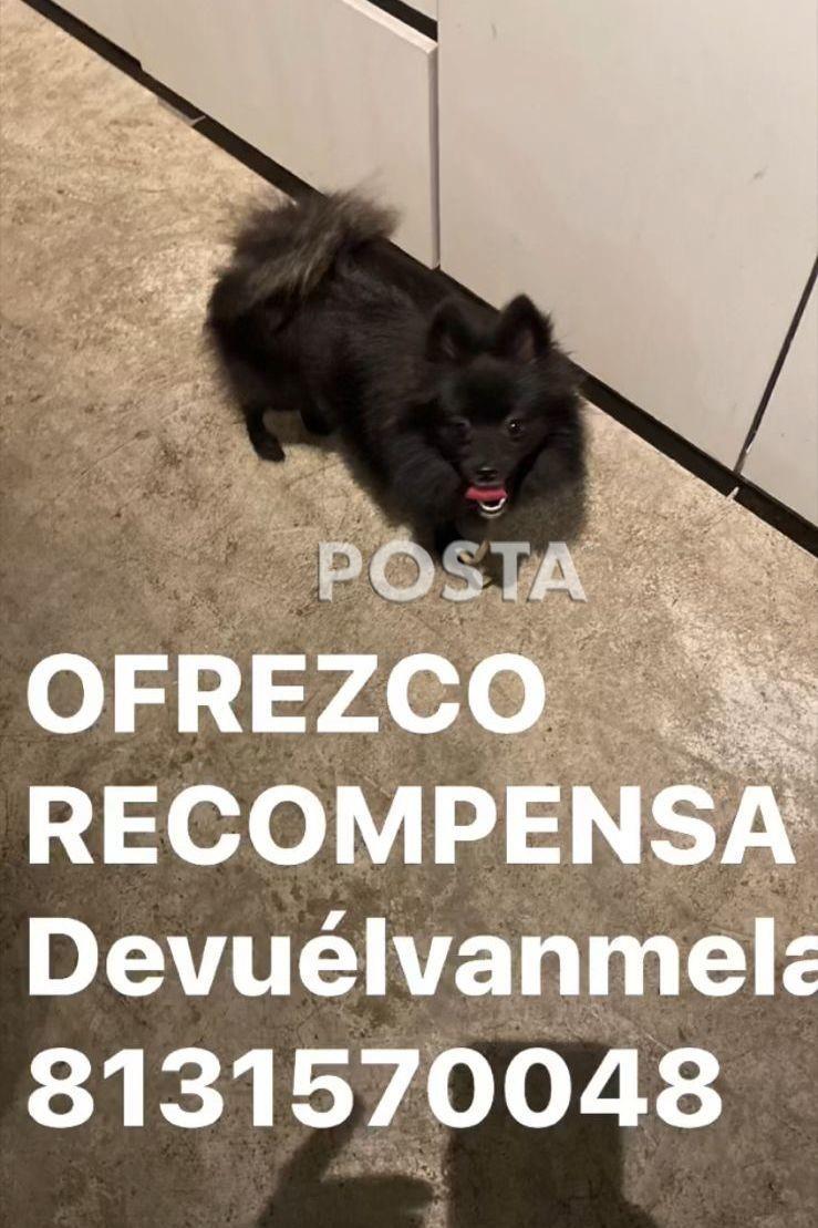 VIDEO: Buscan a Giny, perrita que fue robada en Monterrey