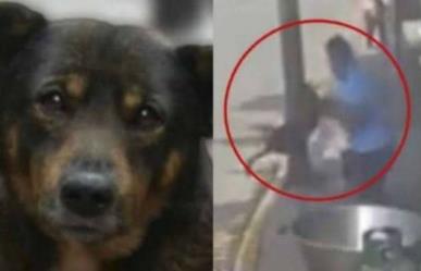 Apelará Peludos Desamparados sentencia y libertad condicional de Sergio