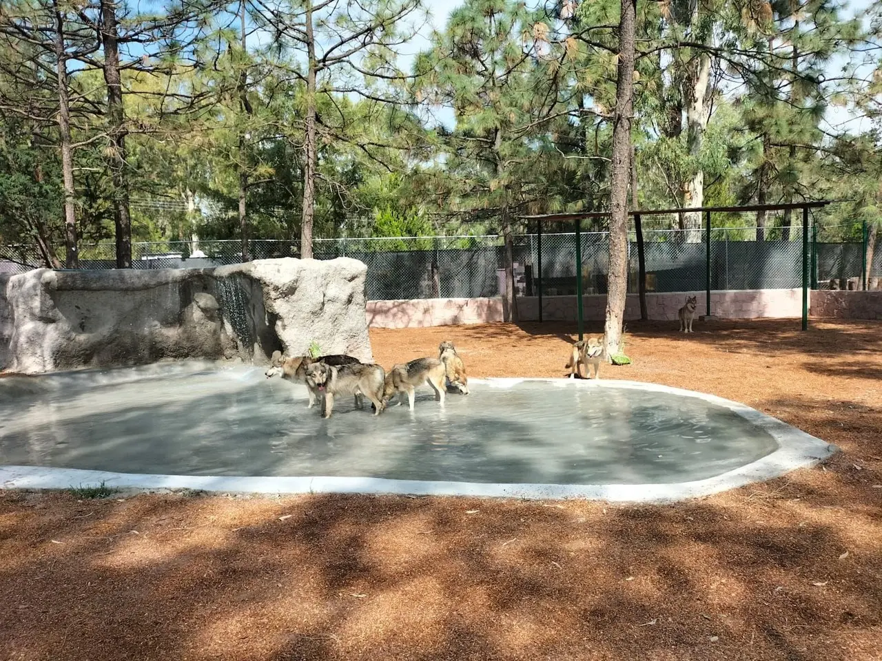 Busca Durango, ser santuario para el lobo mexicano. Foto: Cortesía.