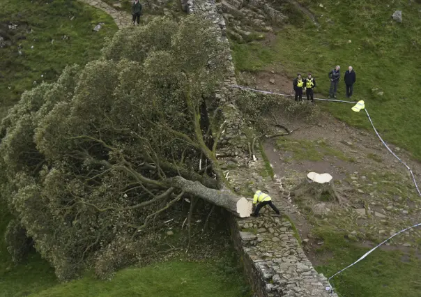 Tras ser cortado, retiran árbol de Robin Hood