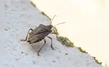 No se ha reportado la existencia de plaga de chinches: UTD