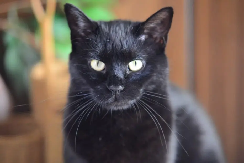 Por las creencias en rituales, la recomendación es que no sen en adopción los gatos negros en la época de Halloween. Foto: Redes Sociales