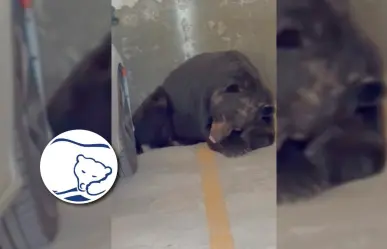 VIDEO: Captan a oso dormido en pose Spring Air en Monterrey