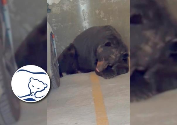 VIDEO: Captan a oso dormido en pose Spring Air en Monterrey