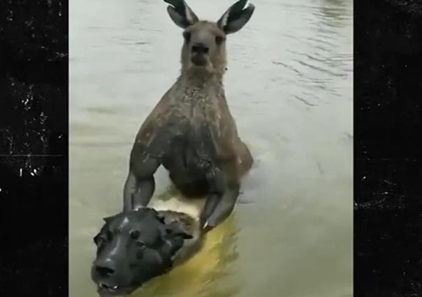 Pelea hombre contra canguro para salvar a un perrito