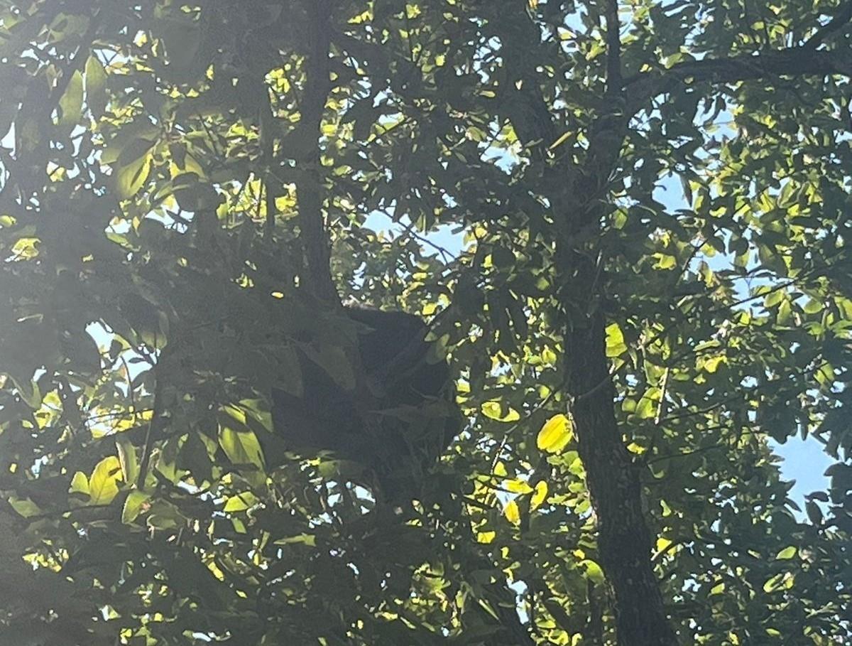 Avistamiento de oso en Monterrey: Unidad de Protección Civil de Nuevo León se moviliza. Foto. PCNL