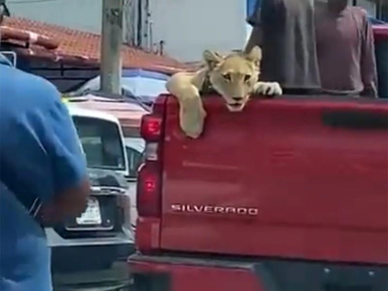 La persona que grabó el momento publicó en redes el video con la descripción: “Un león en la ciudad, un león en la ciudad. Foto: X @GasparRomerop.