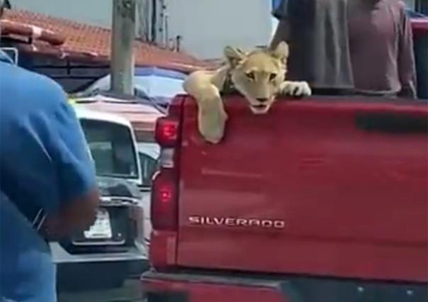 VIDEO: Presumen niños cachorro de león a bordo de una camioneta