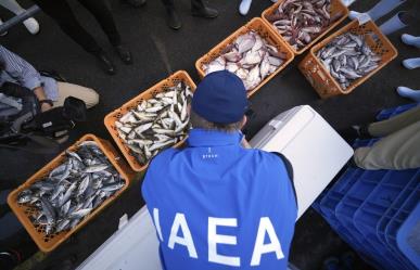 Japón prepara muestras de pescados: Evaluación de aguas contaminadas por derrame nuclear