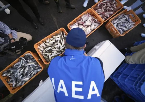 Japón prepara muestras de pescados: Evaluación de aguas contaminadas por derrame nuclear