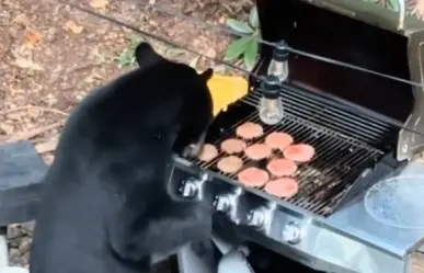 Se da ‘festín’ oso con 10 hamburguesas y un refresco light