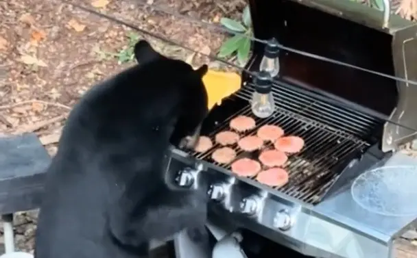 Se da ‘festín’ oso con 10 hamburguesas y un refresco light