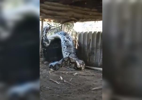 Capturan a enorme serpiente; recién devoró a una presa