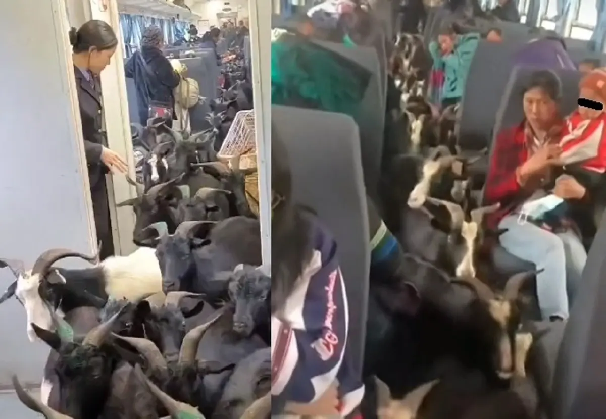 Los pasajeros de llamado tren lento no aprueban que sean mezclados con los animales. Foto: Twitter @PDChina / TikTok Whatstov1