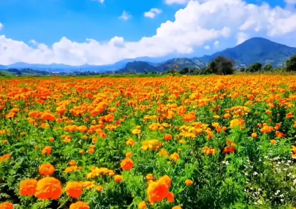 Listas las flores para el Día de Muertos, cempasúchil, alelí y nube