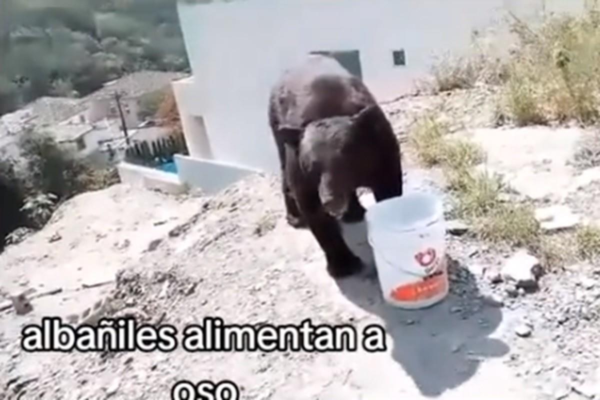 Albañiles alimentaron y dieron agua a un oso en un área residencial del municipio de San Pedro Garza García, Nuevo León. Foto: TikTok randomregio