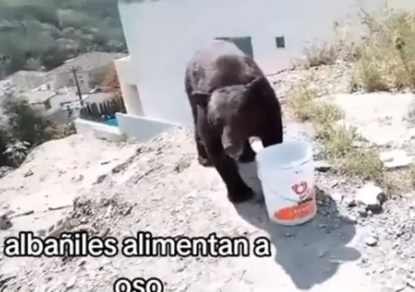 Albañiles alimentan y dan agua a un oso en San Pedro