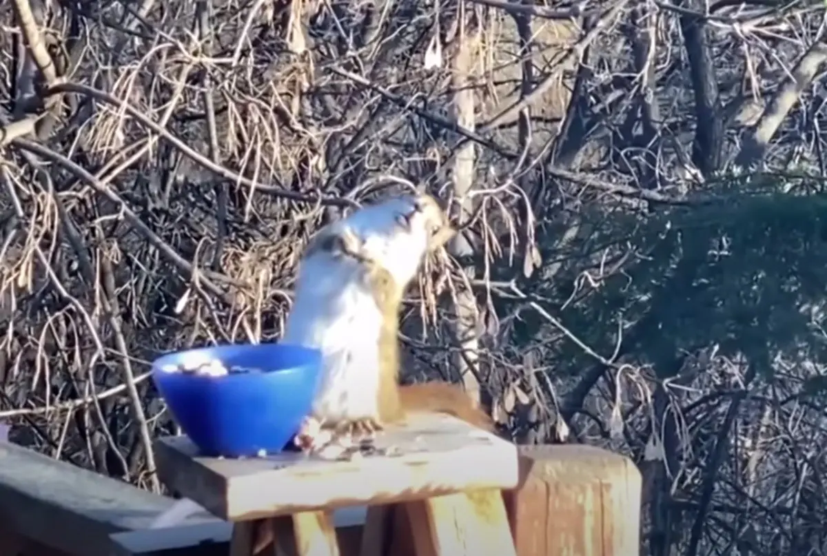Una ardilla se emborrachó tras comer peras fermentadas en Minnesota, Estados Unidos. Foto: YouTube The Independent