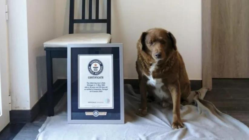 Bobi fue reconocido el pasado 2 de febrero con el récord Guinness al perro más longevo del mundo. Foto. EFE