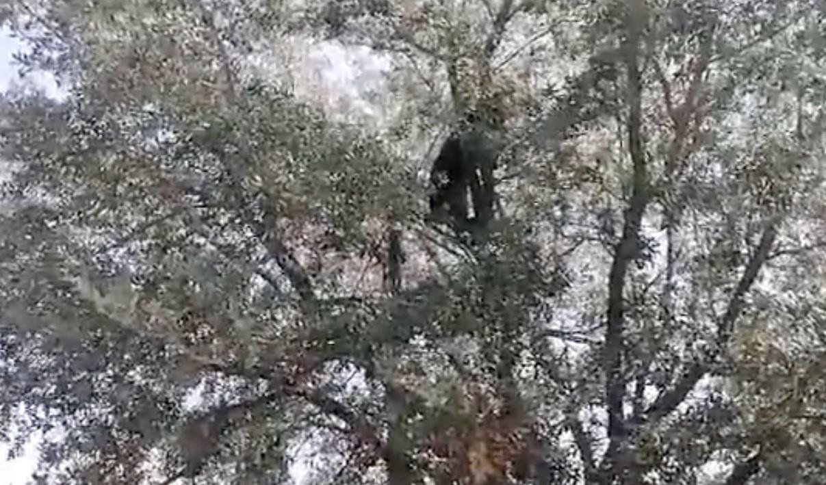 Al ver a los elementos de Protección Civil rodearlo, el oso decidió descender del árbol y retirarse hacia las faldas del cerro. Foto: Protección Civil de Nuevo León.