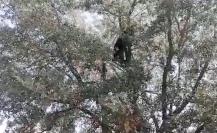 VIDEO: Captan a oso dentro de una casa y termina en lo alto de un árbol