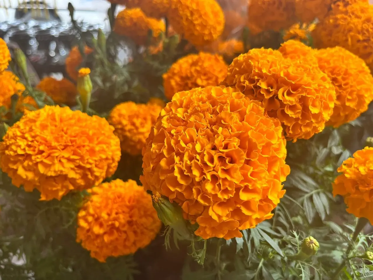 Comerciantes reportan bajas ventas en flor de cempasúchil