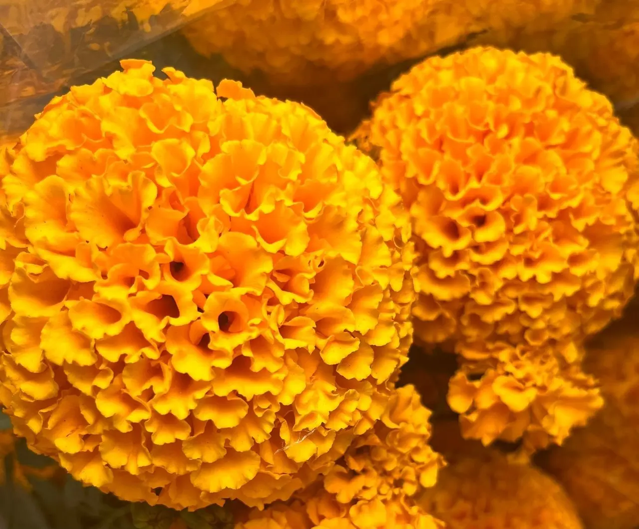 Comerciantes reportan bajas ventas en flor de cempasúchil
